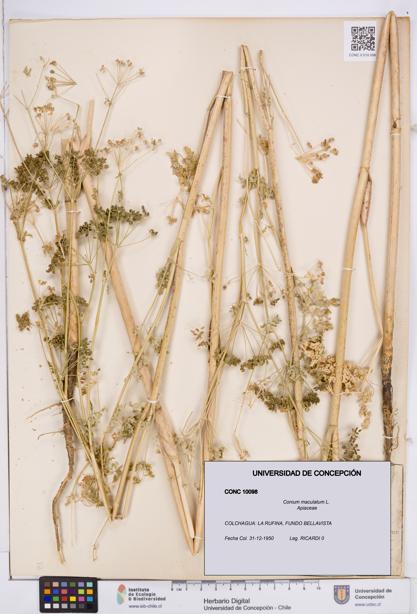 Conium maculatum [Espécimen: ]