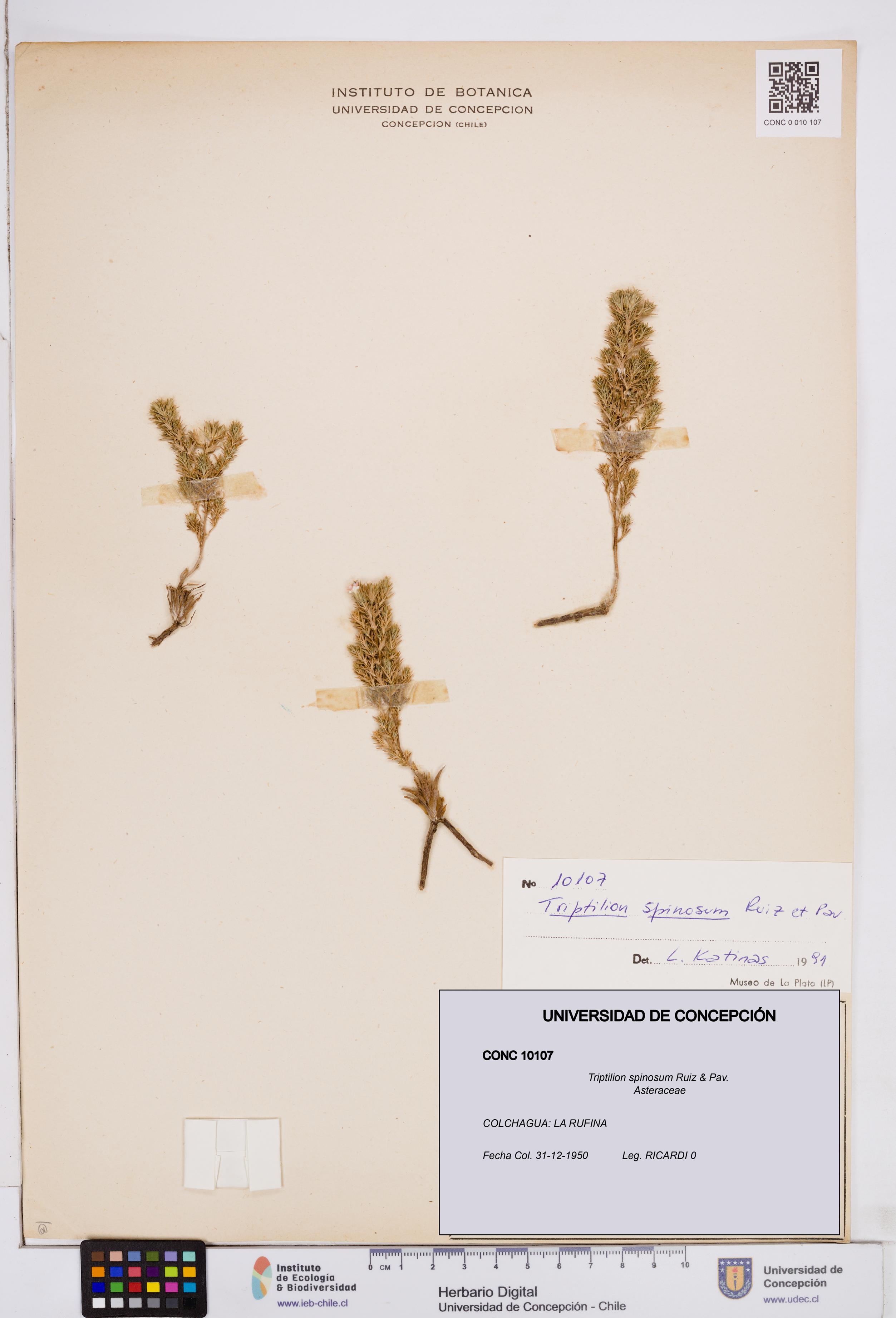 Triptilion spinosum [Espécimen: ]