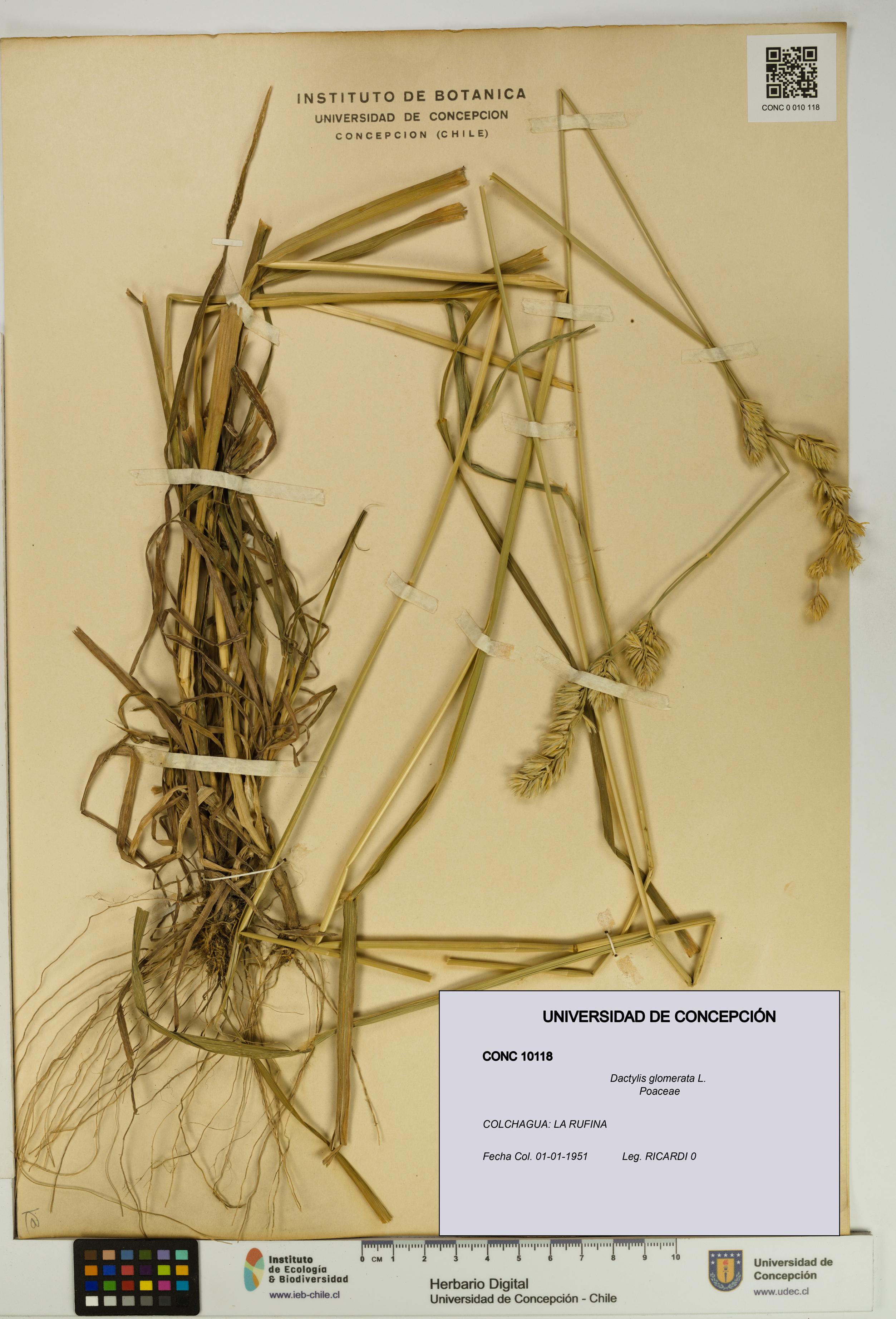 Dactylis glomerata [Espécimen: UDEC:CONC:0010118]