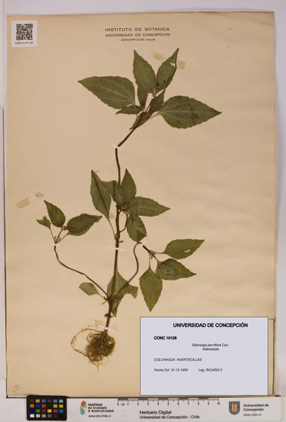 Galinsoga parviflora [Espécimen: UDEC:CONC:0010126]