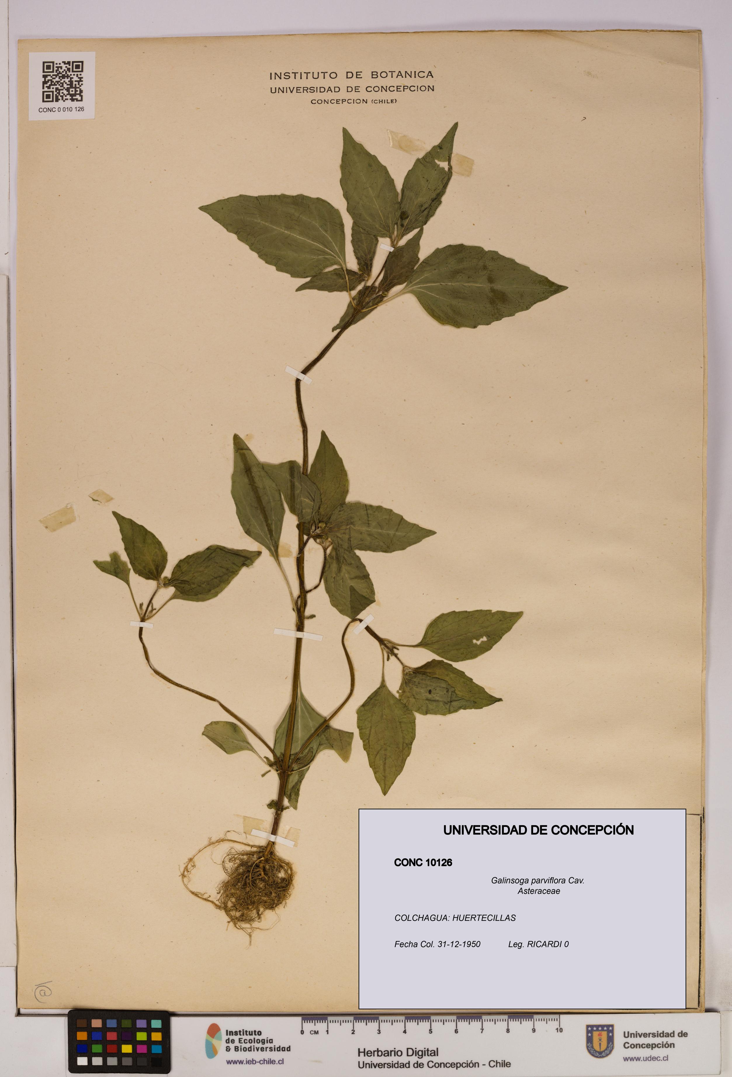 Galinsoga parviflora [Espécimen: UDEC:CONC:0010126]