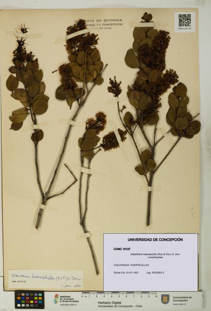 Notanthera heterophylla [Espécimen: UDEC:CONC:0010127]