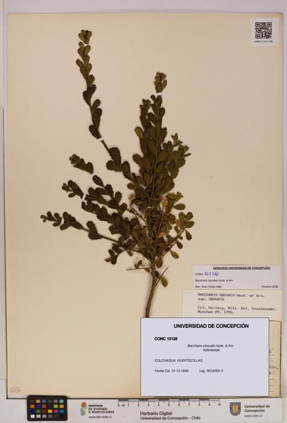 Baccharis obovata [Espécimen: UDEC:CONC:0010128]