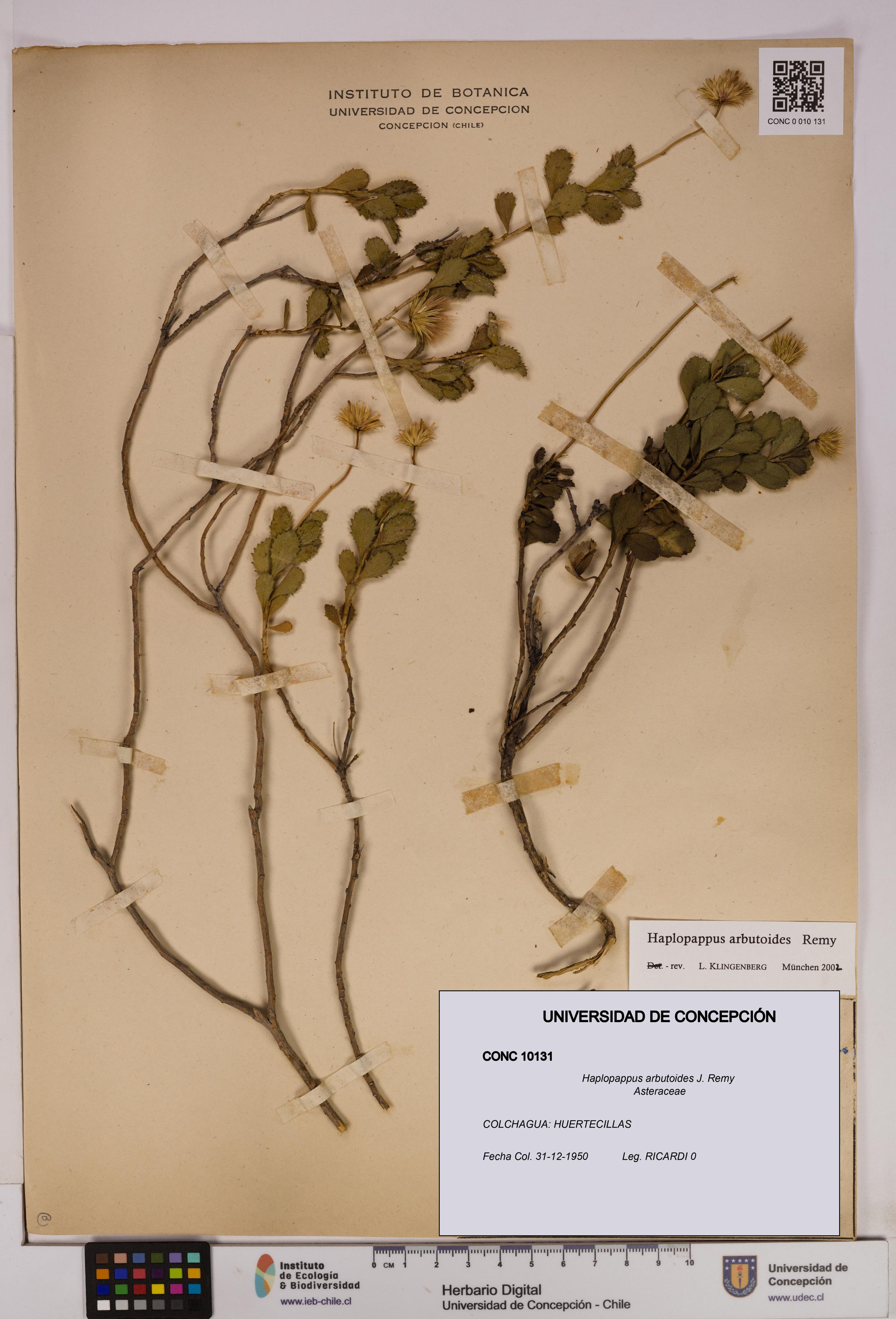 Haplopappus arbutoides [Espécimen: UDEC:CONC:0010131]