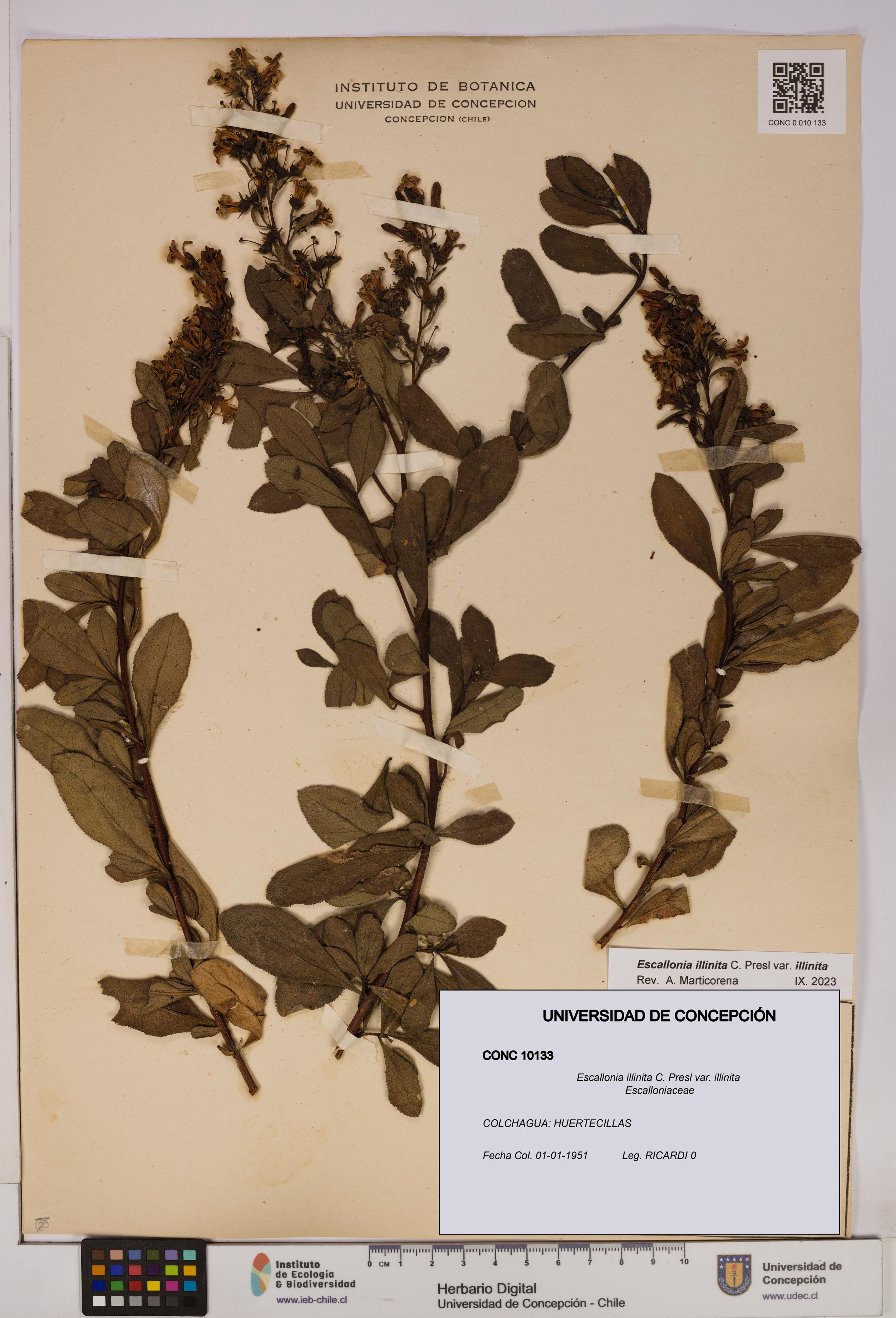 Escallonia illinita [Espécimen: UDEC:CONC:0010133]