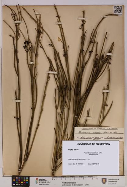 Retanilla stricta [Espécimen: UDEC:CONC:0010135]