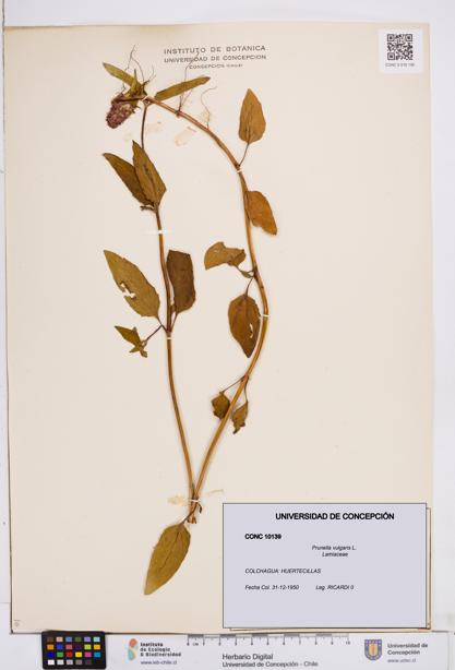 Prunella vulgaris [Espécimen: ]