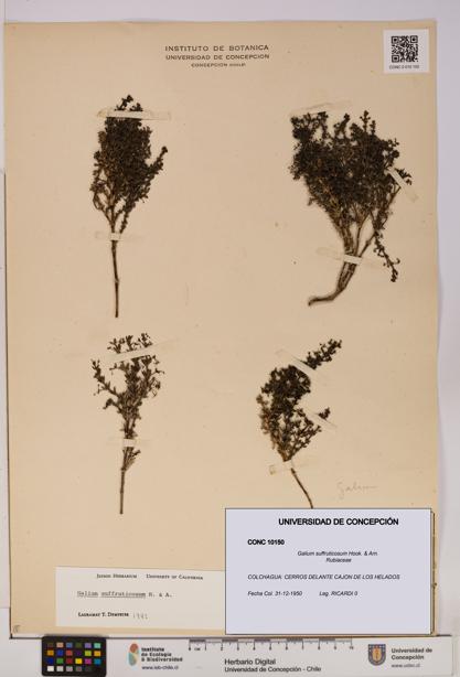 Galium suffruticosum [Espécimen: UDEC:CONC:0010150]