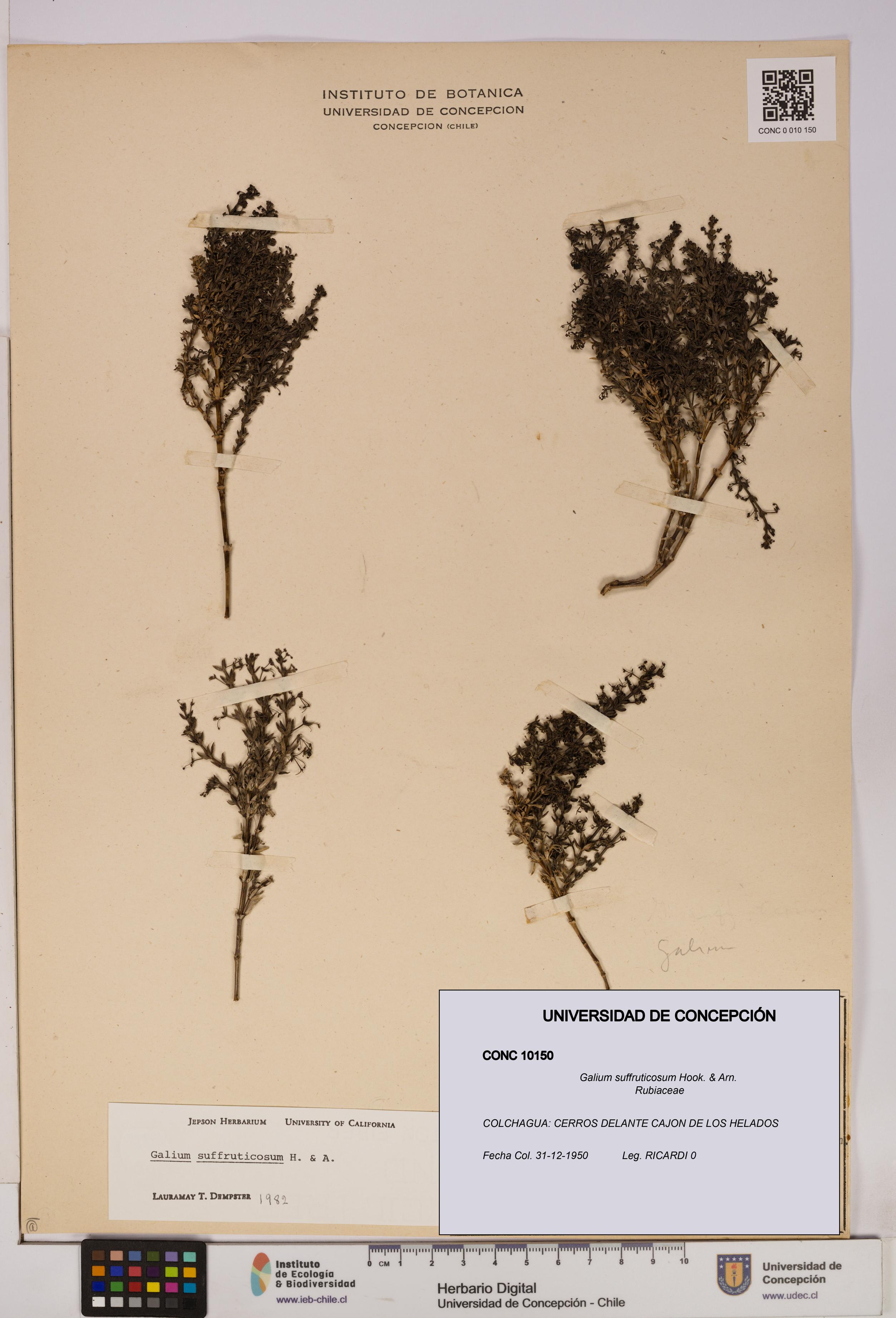 Galium suffruticosum [Espécimen: UDEC:CONC:0010150]