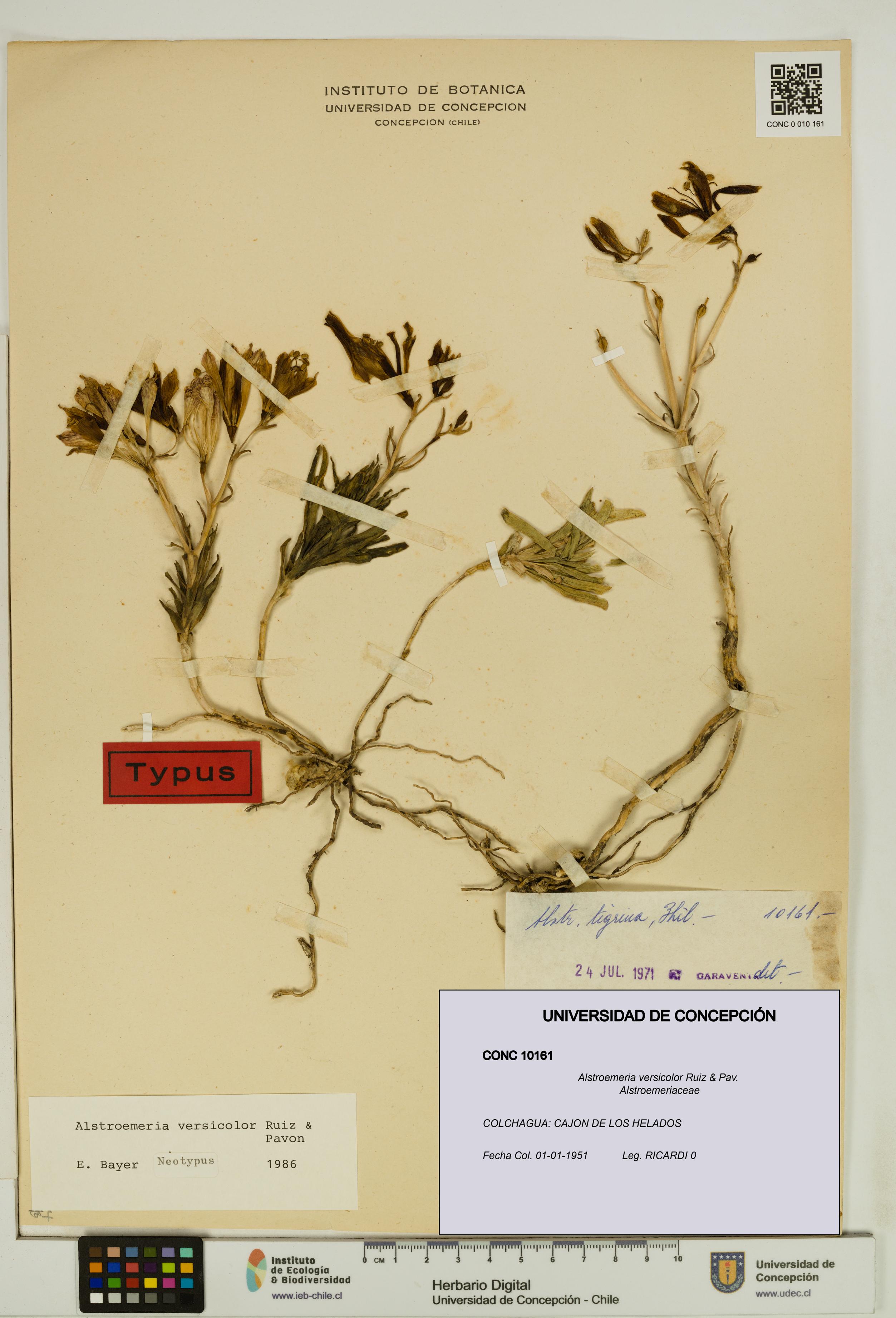 Alstroemeria versicolor [Espécimen: UDEC:CONC:0010161]