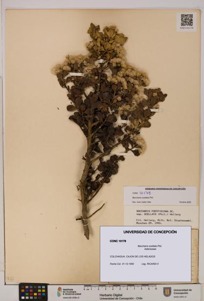 Baccharis ocellata [Espécimen: UDEC:CONC:0010178]