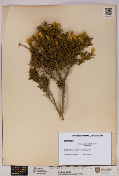 Chuquiraga oppositifolia [Espécimen: UDEC:CONC:0010190]