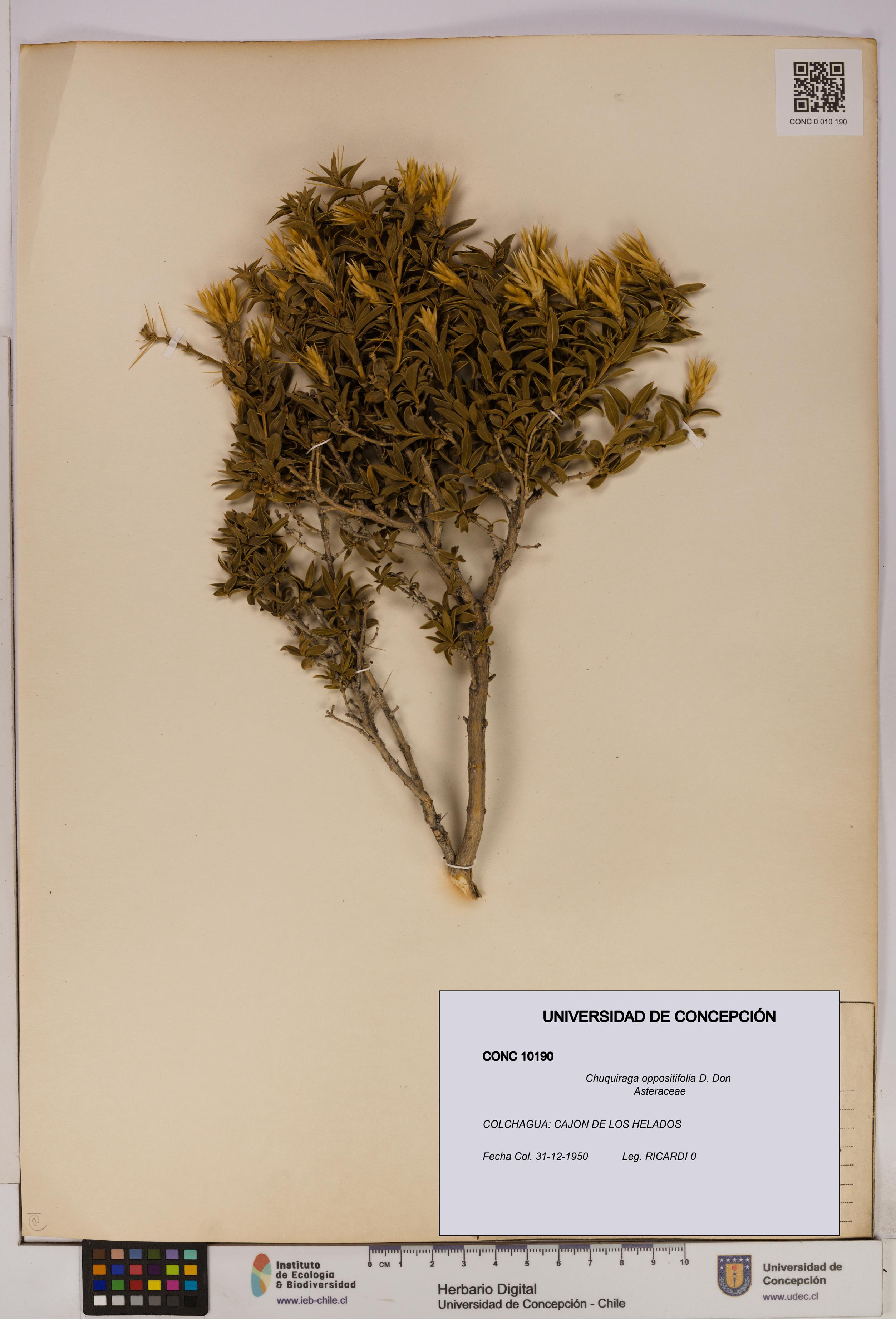 Chuquiraga oppositifolia [Espécimen: UDEC:CONC:0010190]