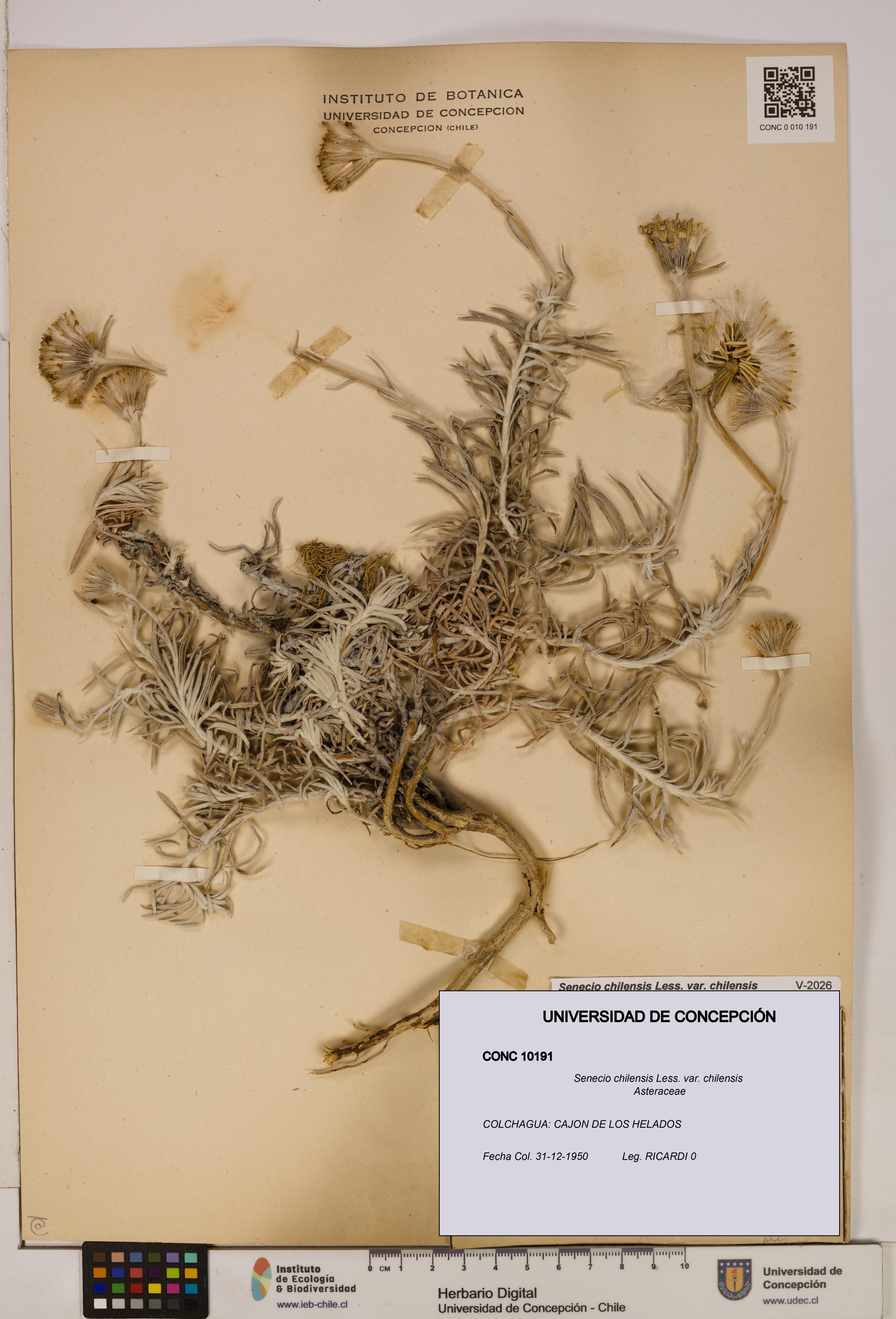 Senecio chilensis var. chilensis [Espécimen: UDEC:CONC:0010191]