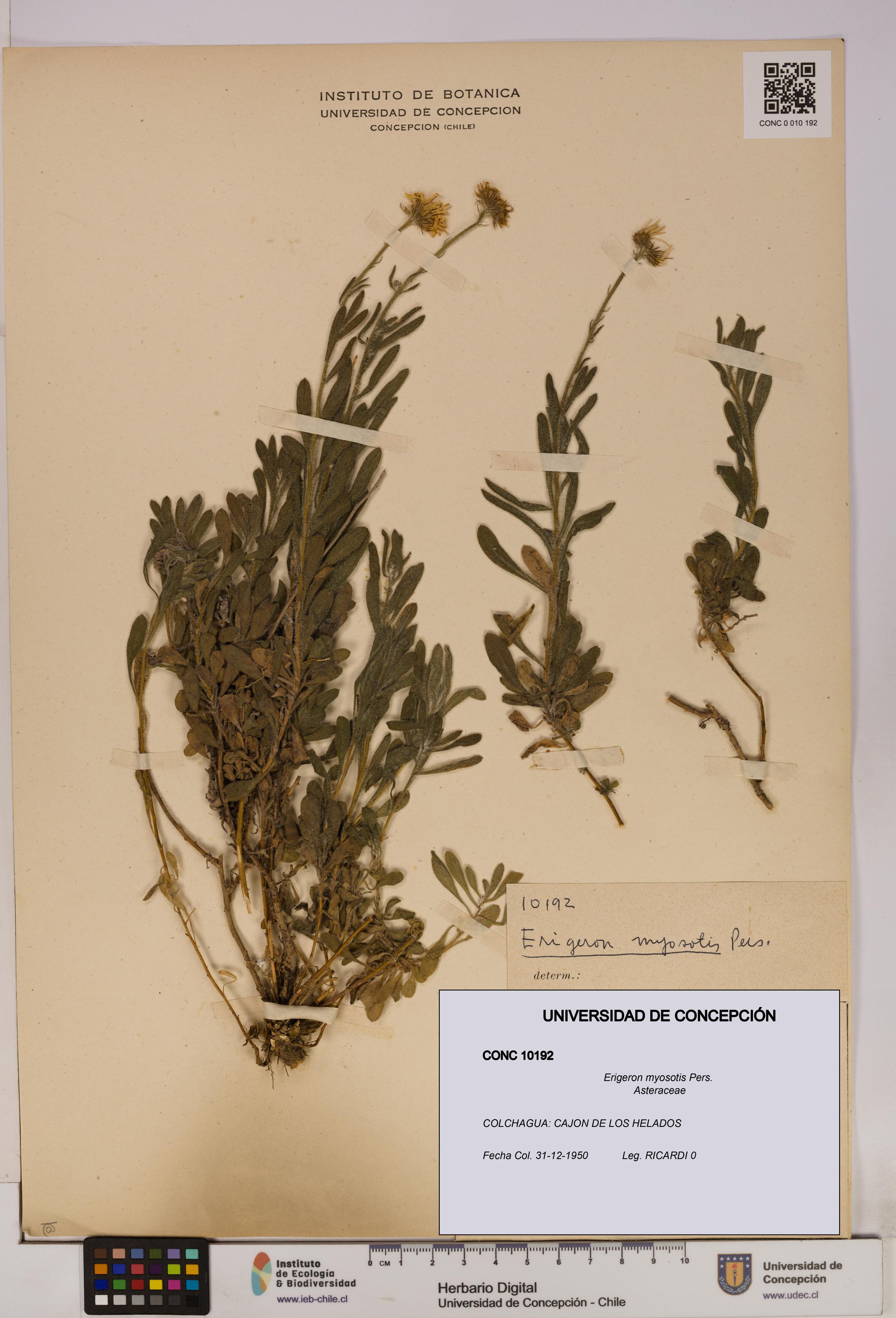 Erigeron myosotis [Espécimen: UDEC:CONC:0010192]