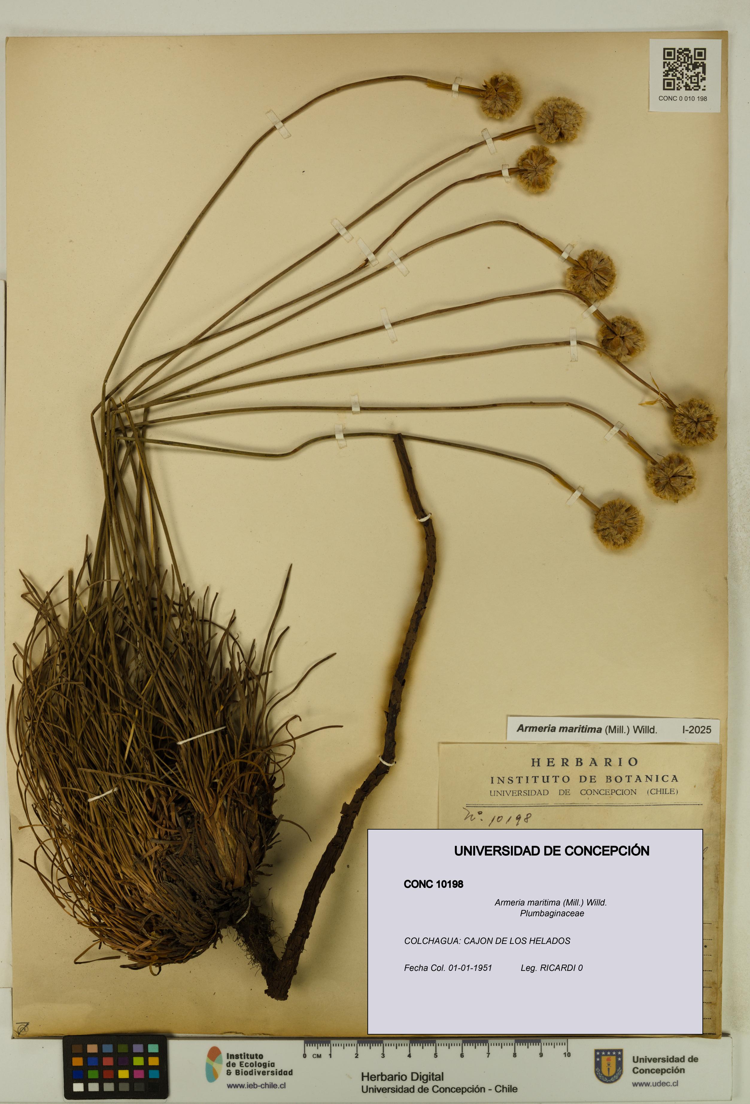 Armeria maritima [Espécimen: UDEC:CONC:0010198]