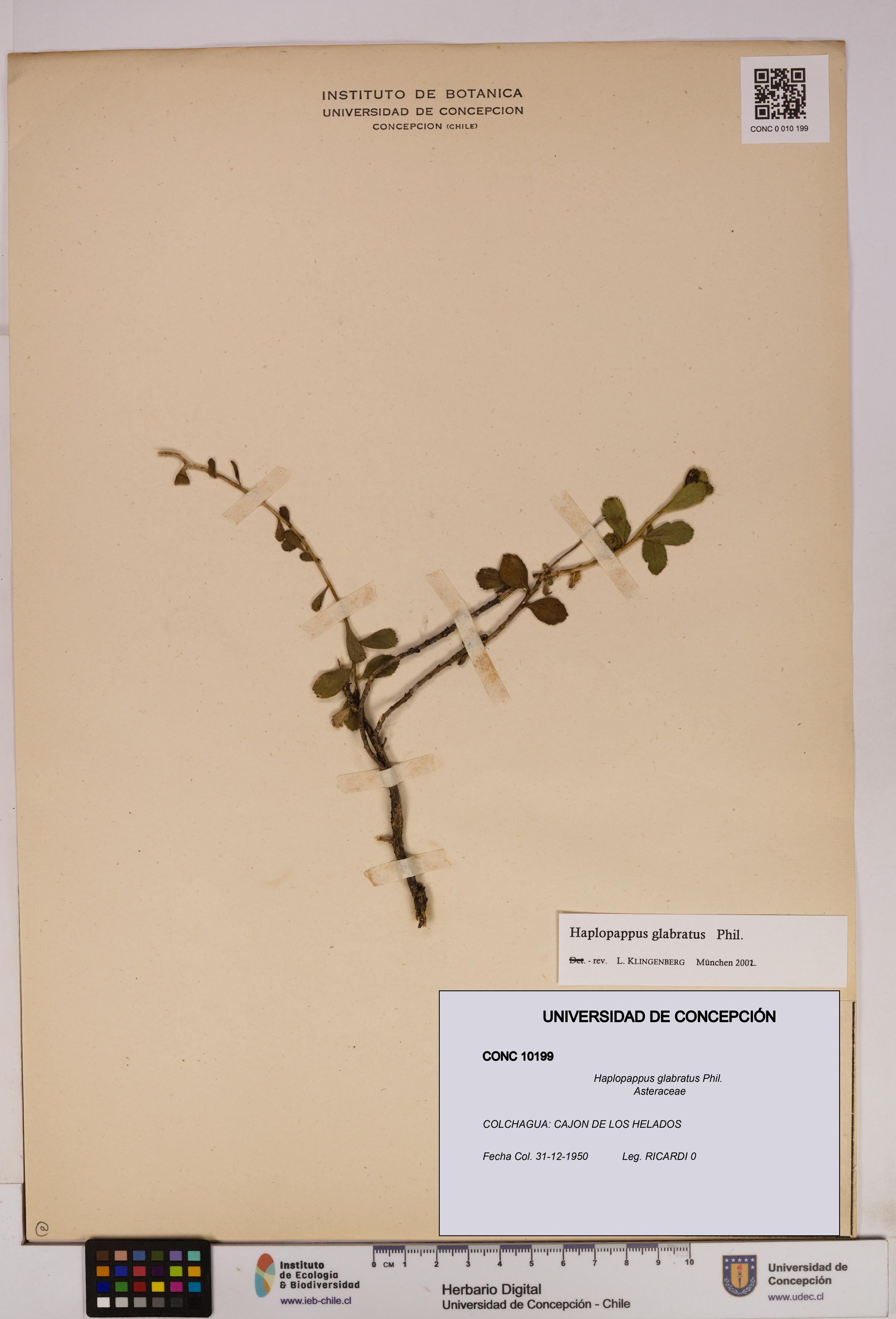 Haplopappus glabratus [Espécimen: UDEC:CONC:0010199]