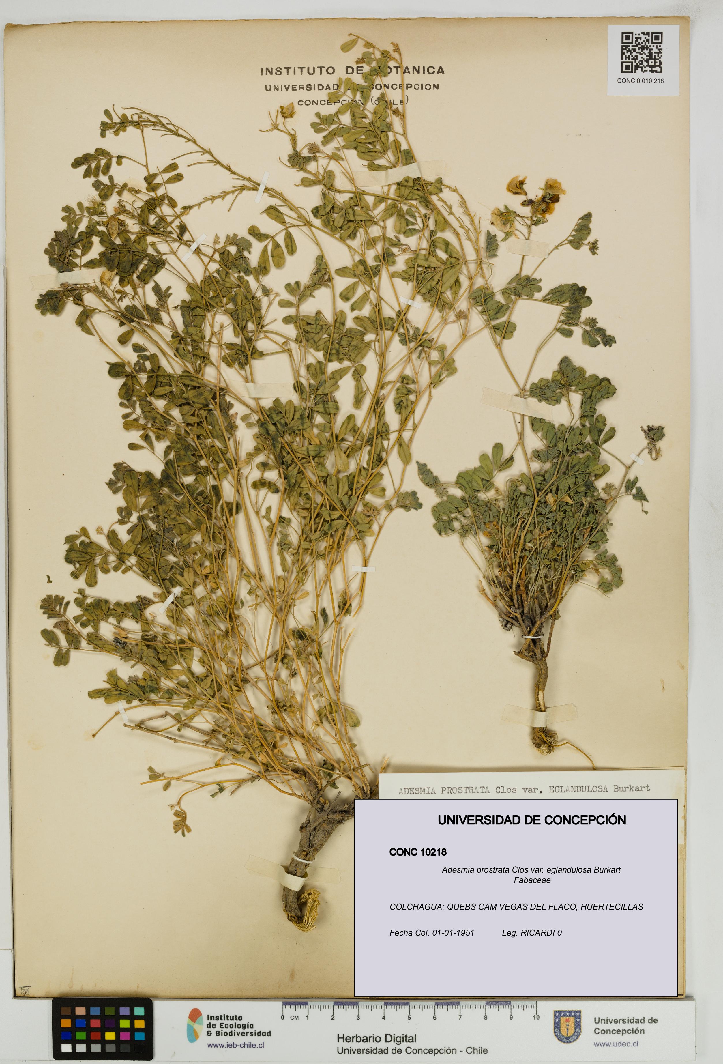 Adesmia prostrata [Espécimen: UDEC:CONC:0010218]