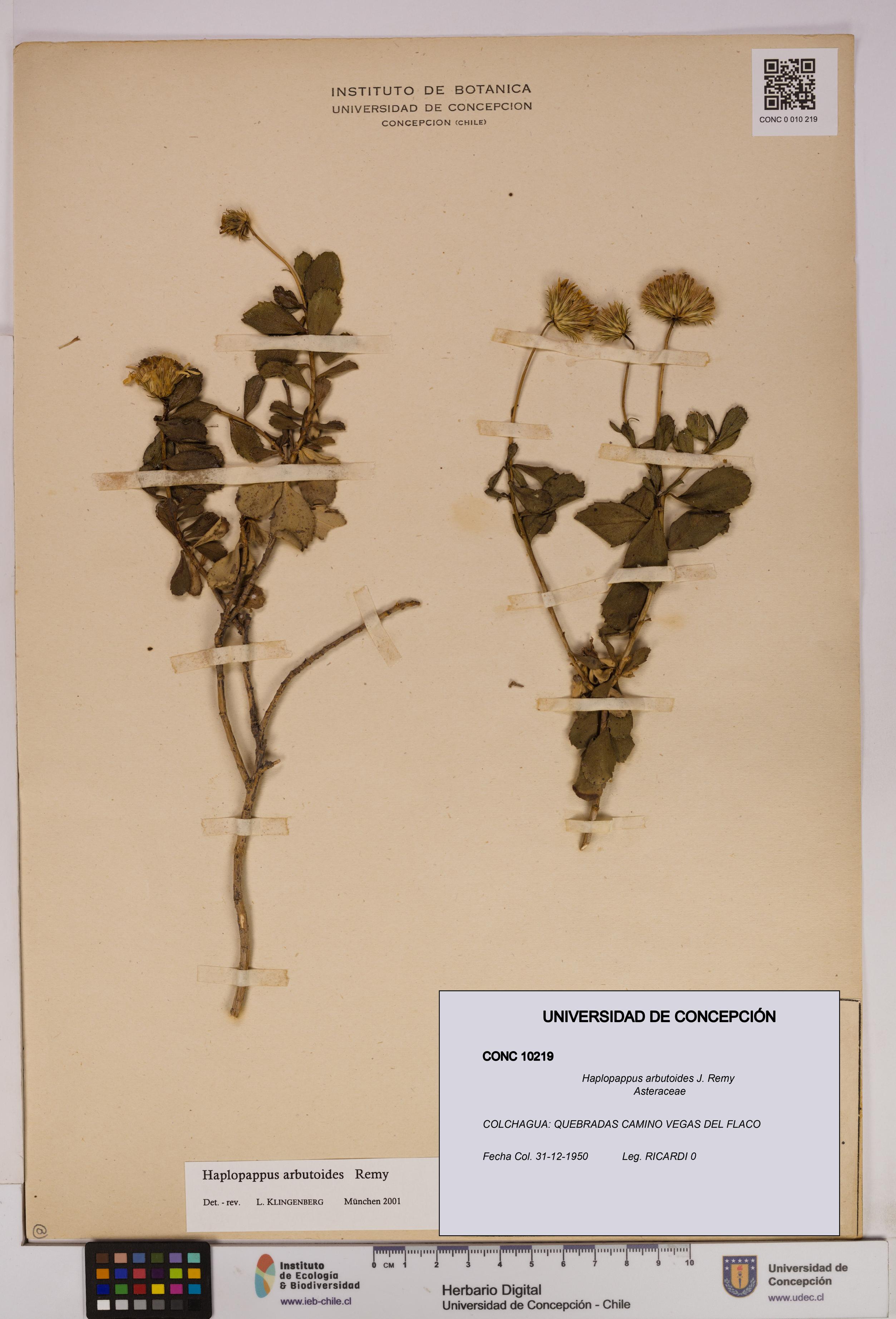 Haplopappus arbutoides [Espécimen: UDEC:CONC:0010219]