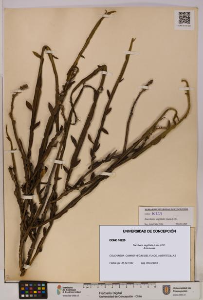 Baccharis sagittalis [Espécimen: UDEC:CONC:0010225]