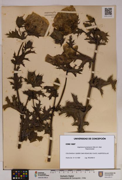 Argemone hunnemannii [Espécimen: UDEC:CONC:0010227]