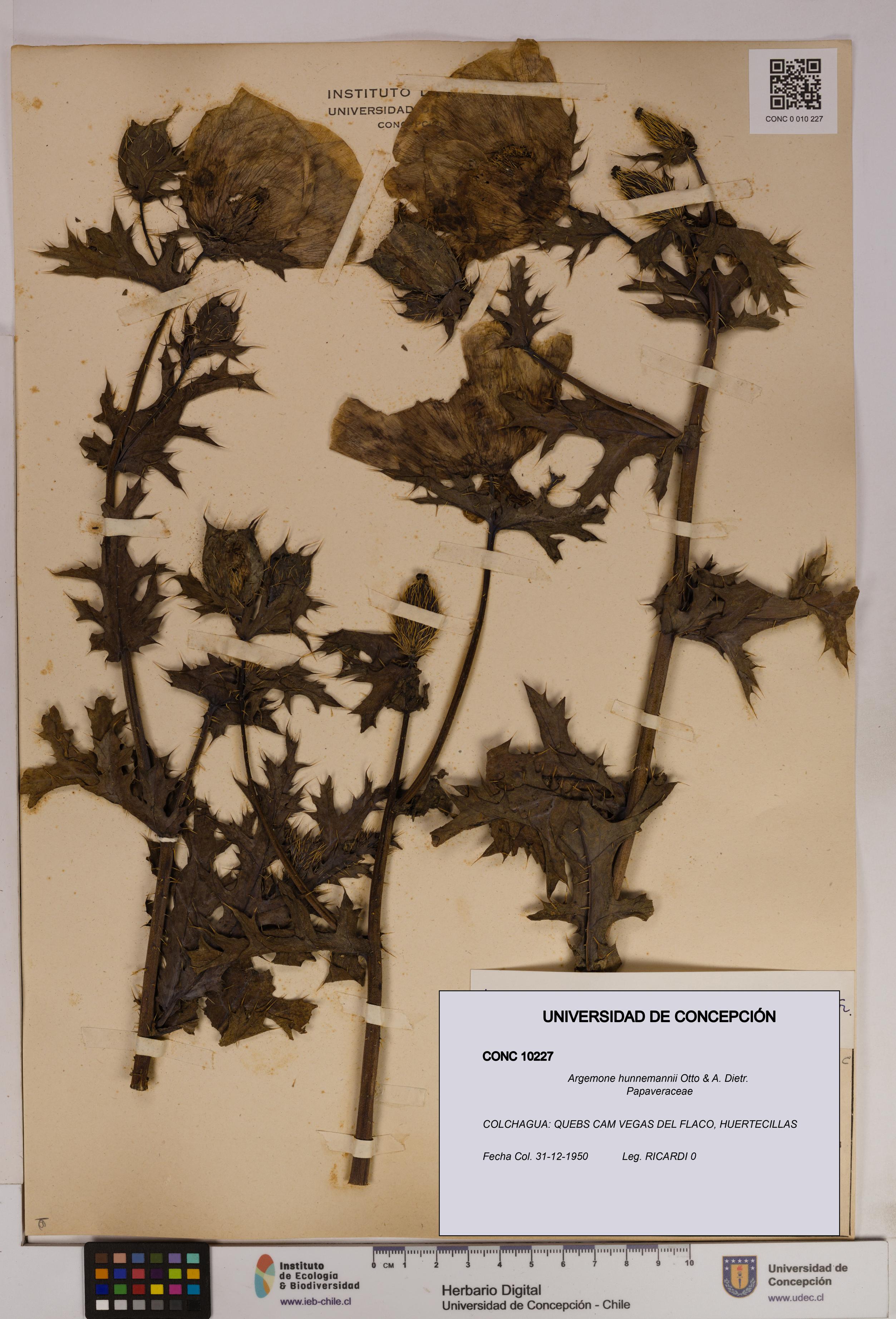 Argemone hunnemannii [Espécimen: UDEC:CONC:0010227]