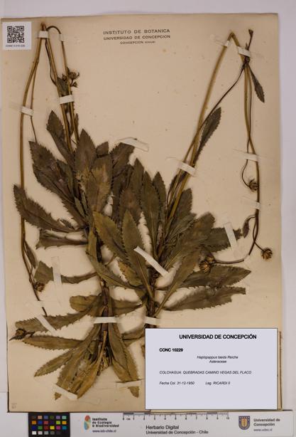 Haplopappus taeda [Espécimen: UDEC:CONC:0010229]