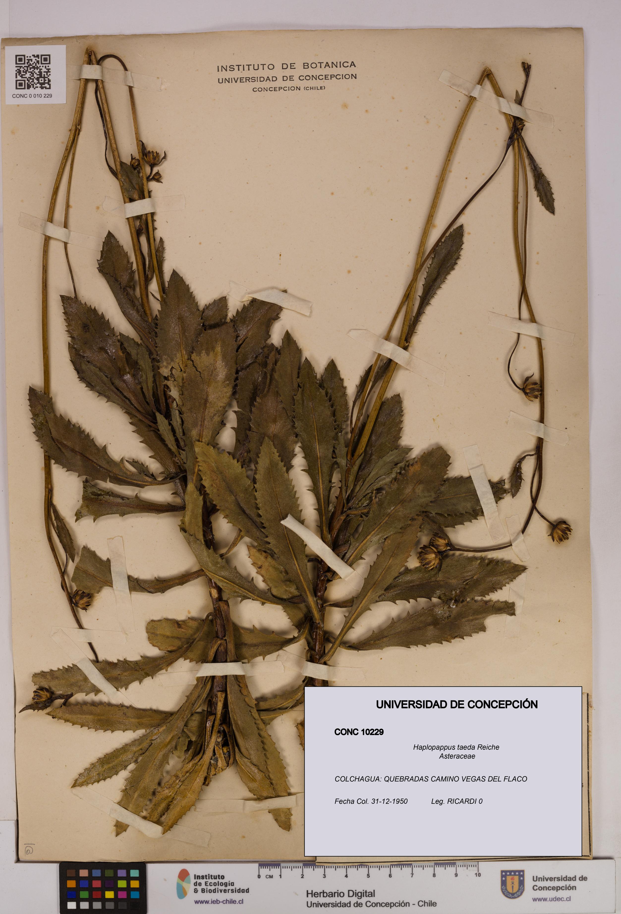 Haplopappus taeda [Espécimen: UDEC:CONC:0010229]