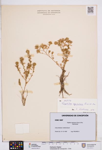 Triptilion spinosum [Espécimen: ]
