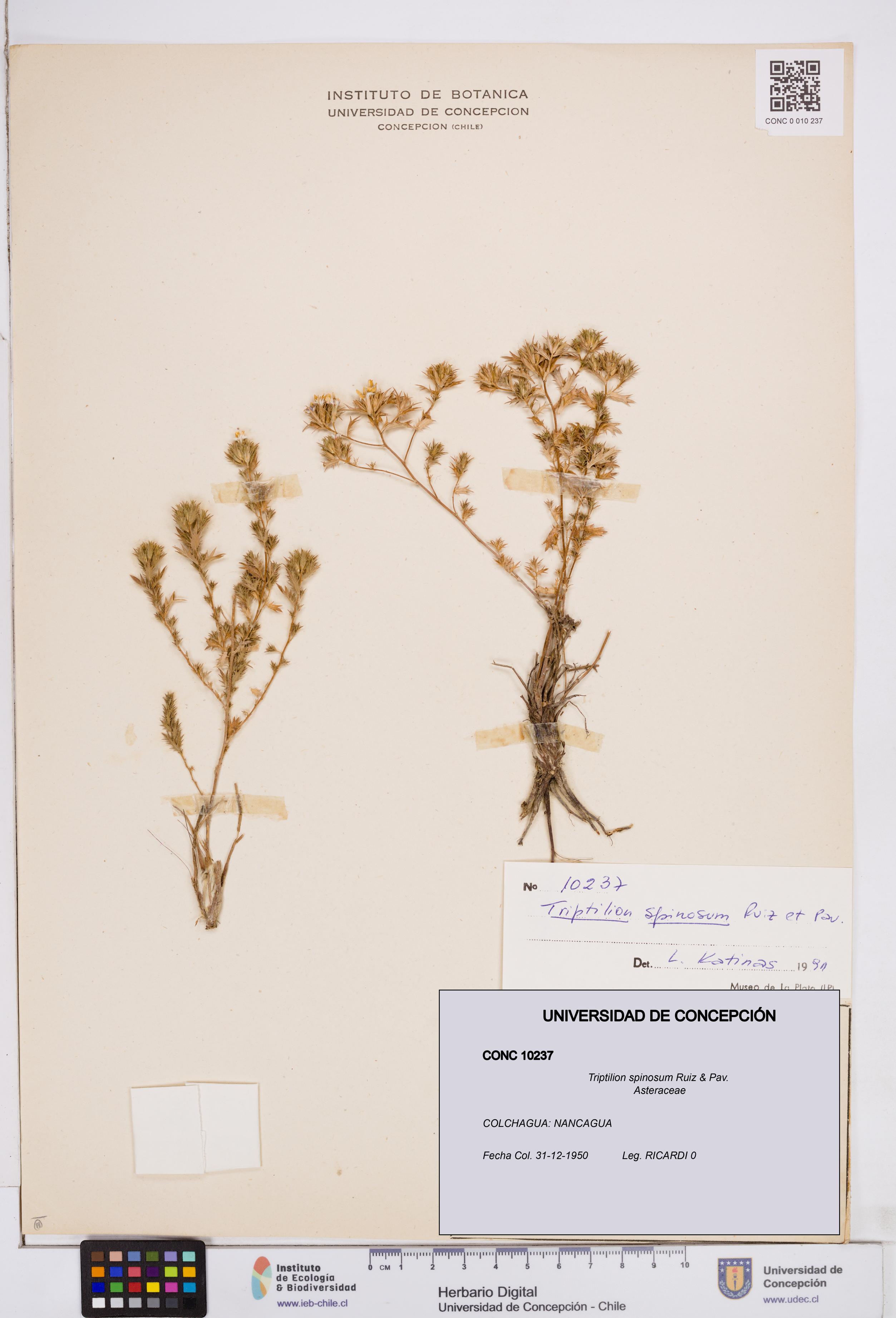 Triptilion spinosum [Espécimen: ]