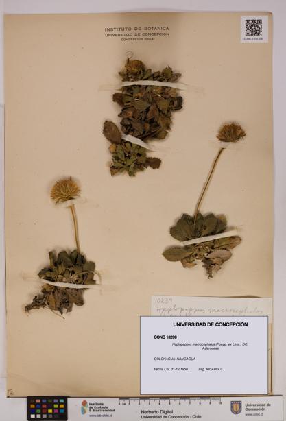 Haplopappus macrocephalus [Espécimen: UDEC:CONC:0010239]