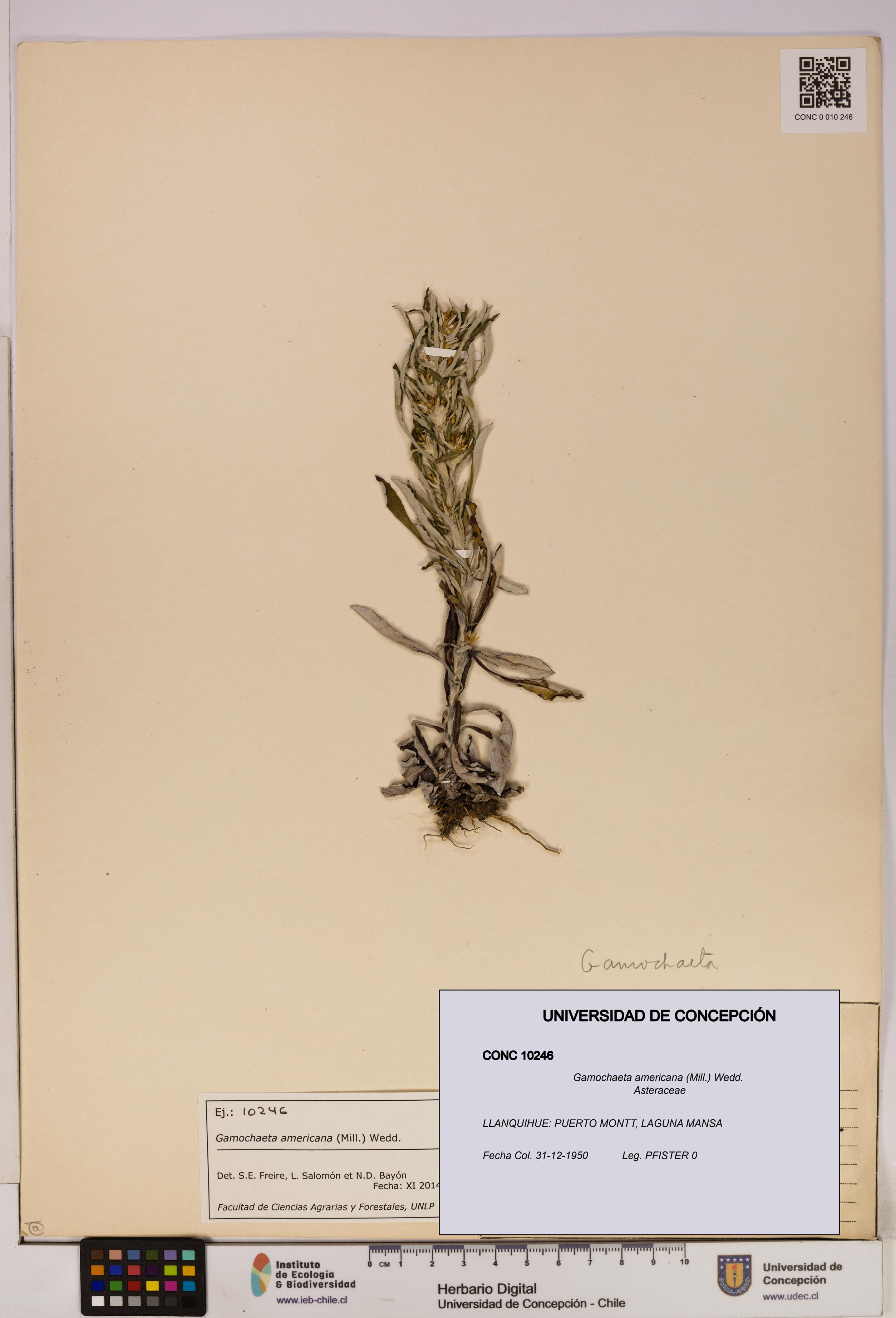 Gamochaeta americana [Espécimen: UDEC:CONC:0010246]