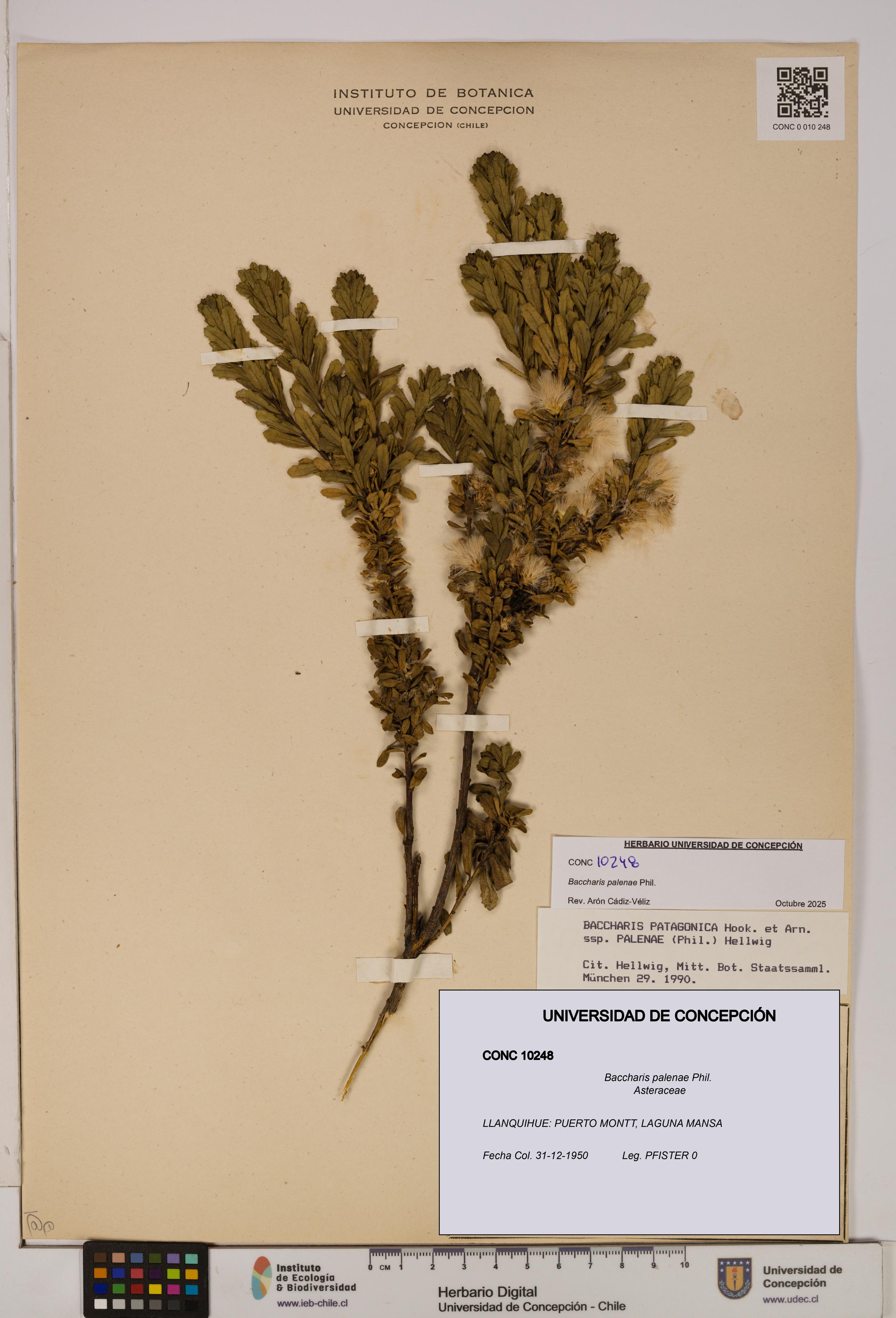 Baccharis patagonica [Espécimen: UDEC:CONC:0010248]