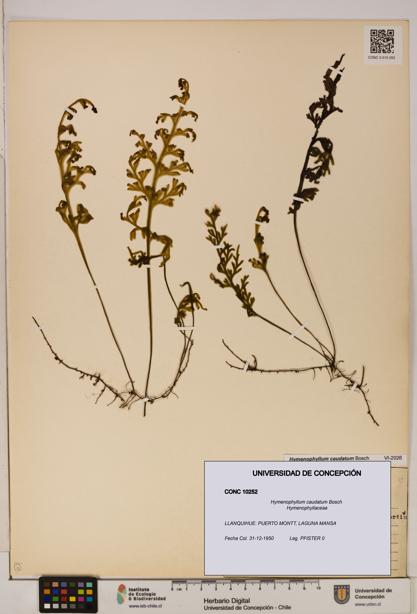 Hymenophyllum caudatum [Espécimen: UDEC:CONC:0010252]