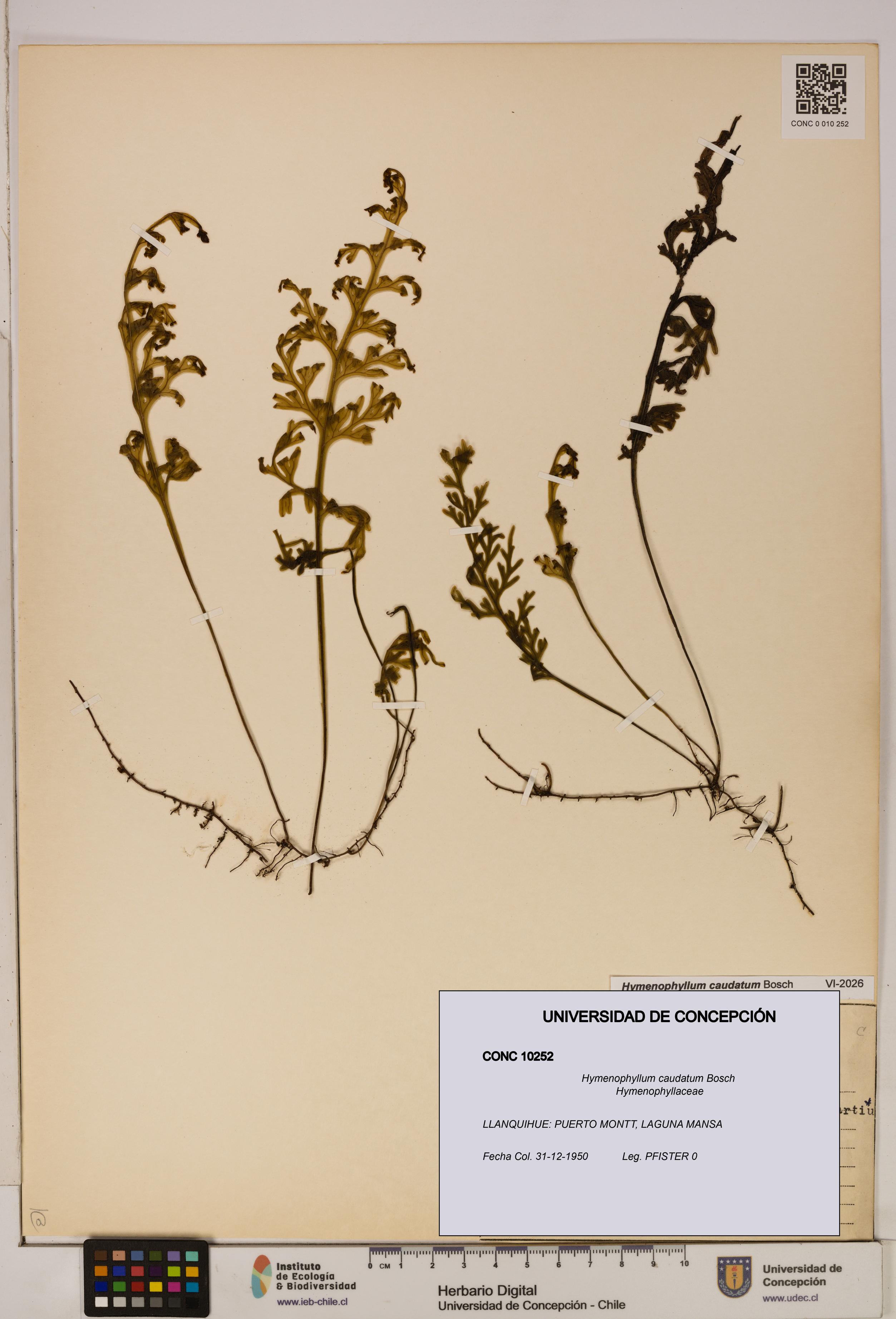 Hymenophyllum caudatum [Espécimen: UDEC:CONC:0010252]