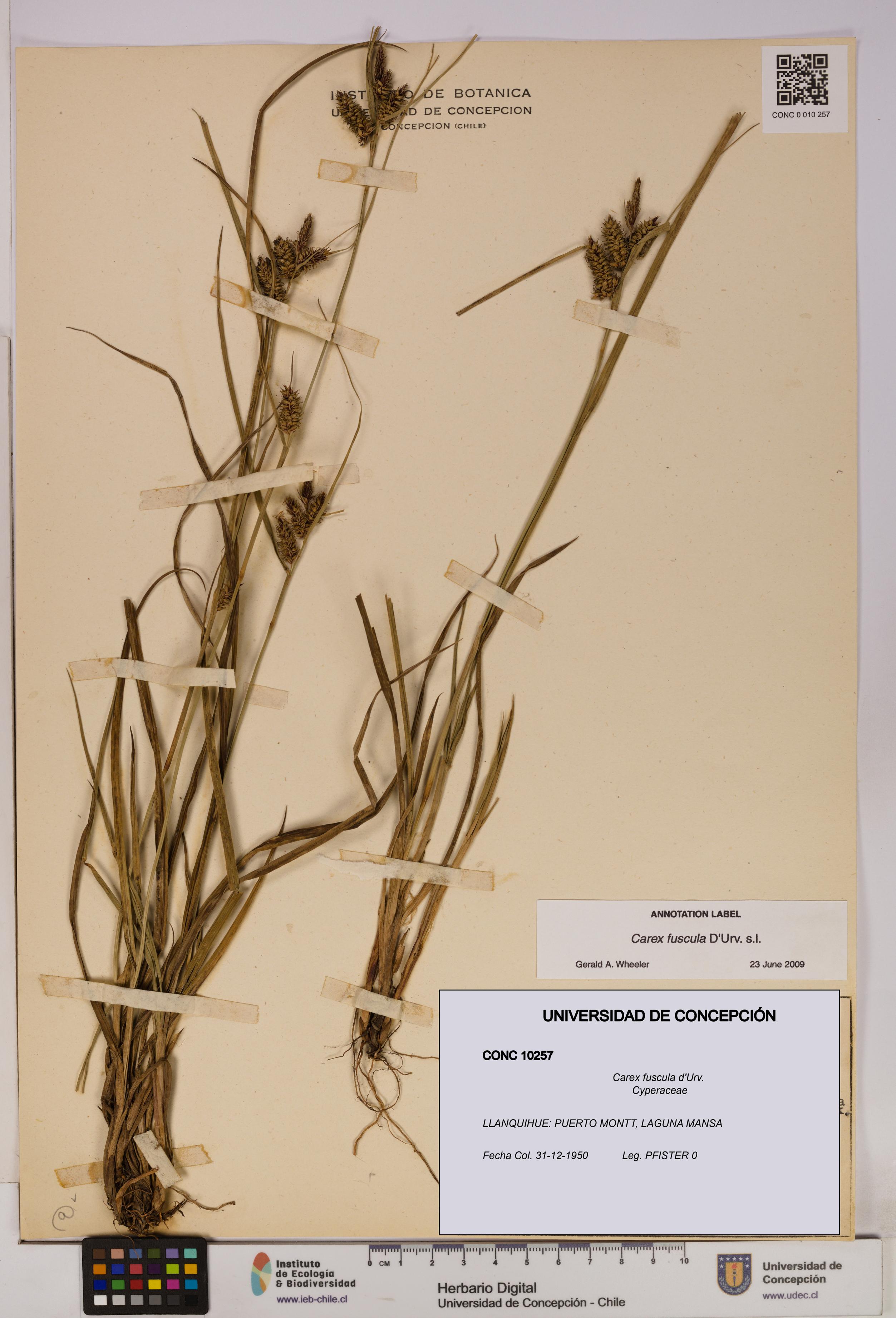 Carex fuscula [Espécimen: UDEC:CONC:0010257]