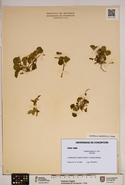 Centella asiatica [Espécimen: ]