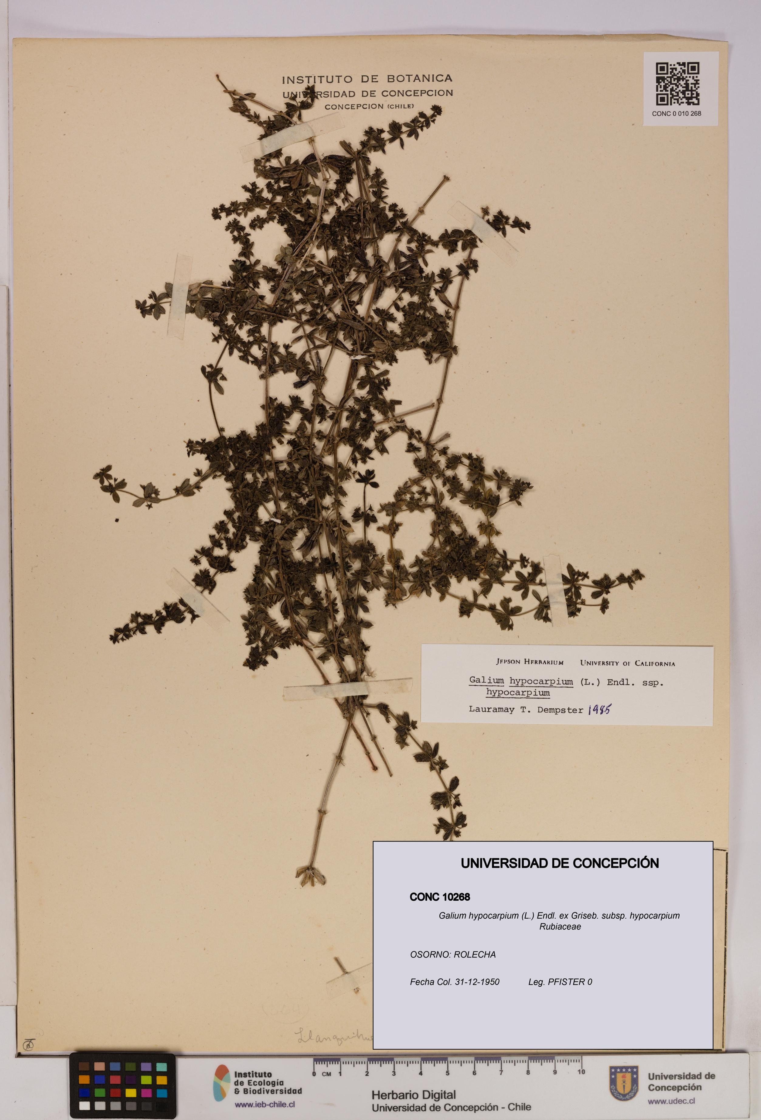 Galium hypocarpium subsp. hypocarpium [Espécimen: UDEC:CONC:0010268]