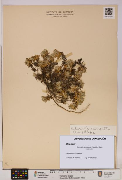 Chevreulia sarmentosa [Espécimen: UDEC:CONC:0010287]