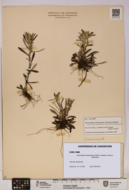 Gamochaeta simplicicaulis [Espécimen: UDEC:CONC:0010289]