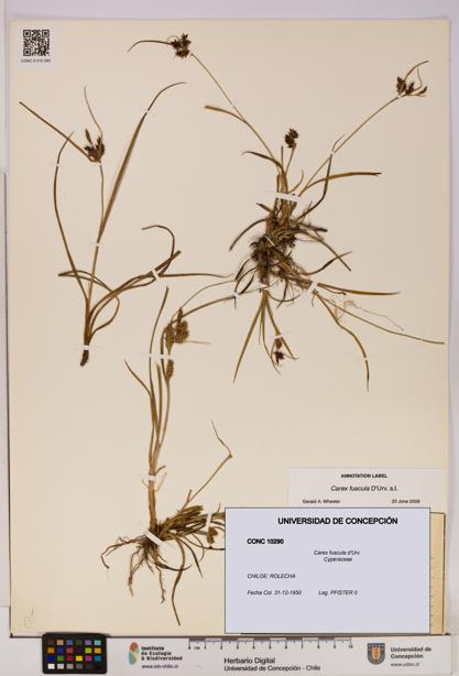 Carex fuscula [Espécimen: UDEC:CONC:0010290]