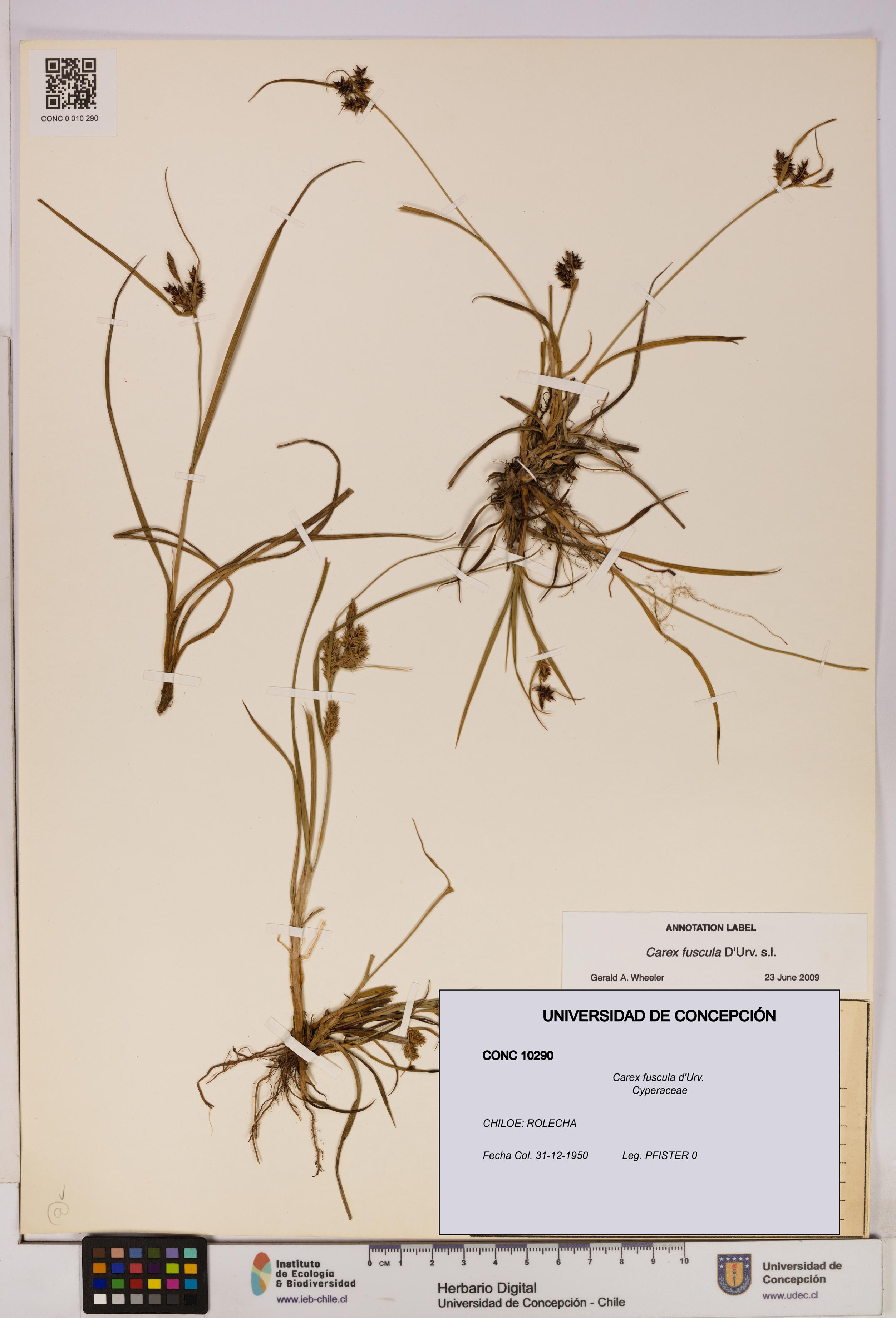 Carex fuscula [Espécimen: UDEC:CONC:0010290]
