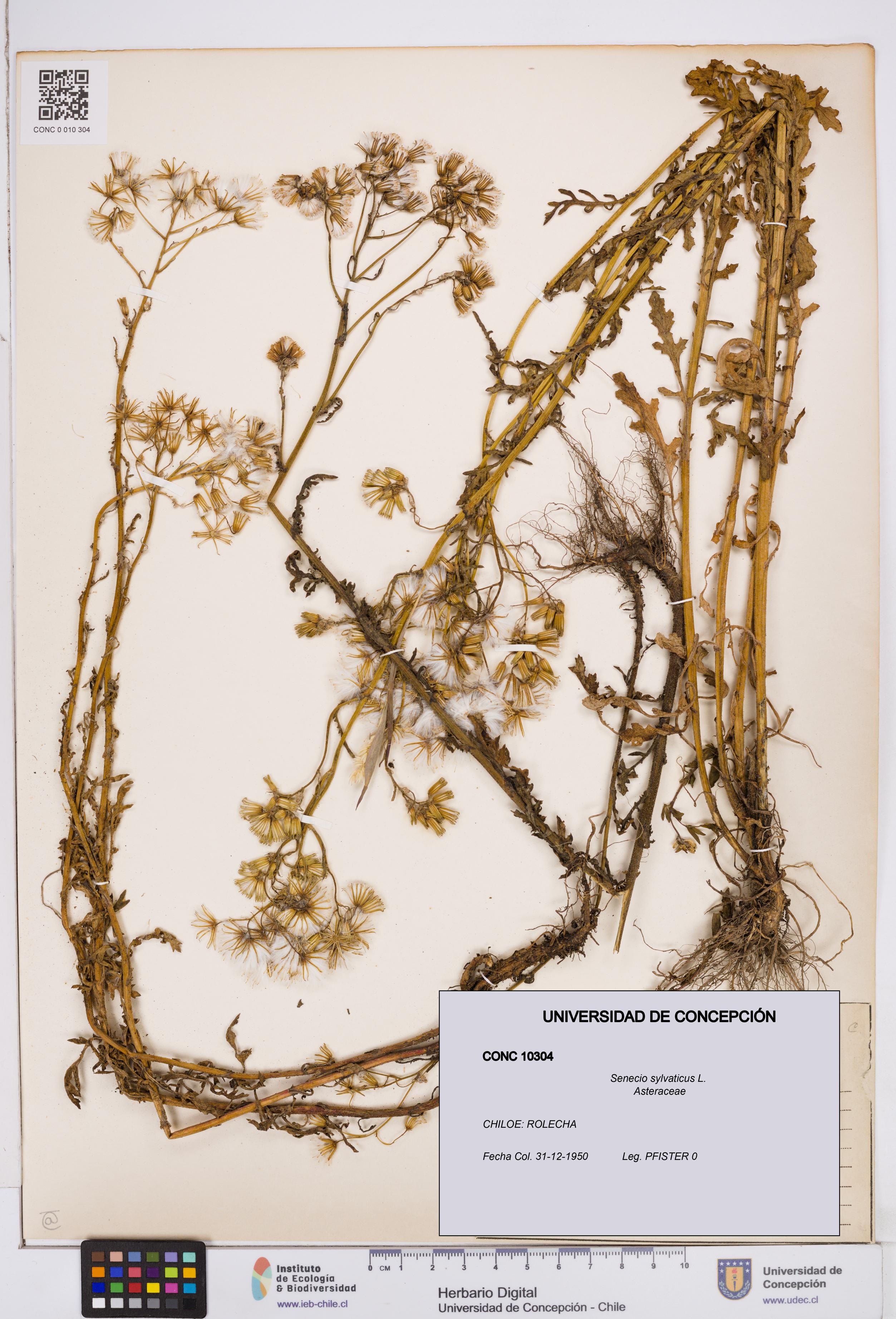 Senecio sylvaticus [Espécimen: ]