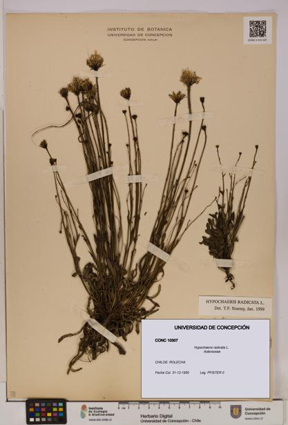 Hypochaeris radicata [Espécimen: UDEC:CONC:0010307]