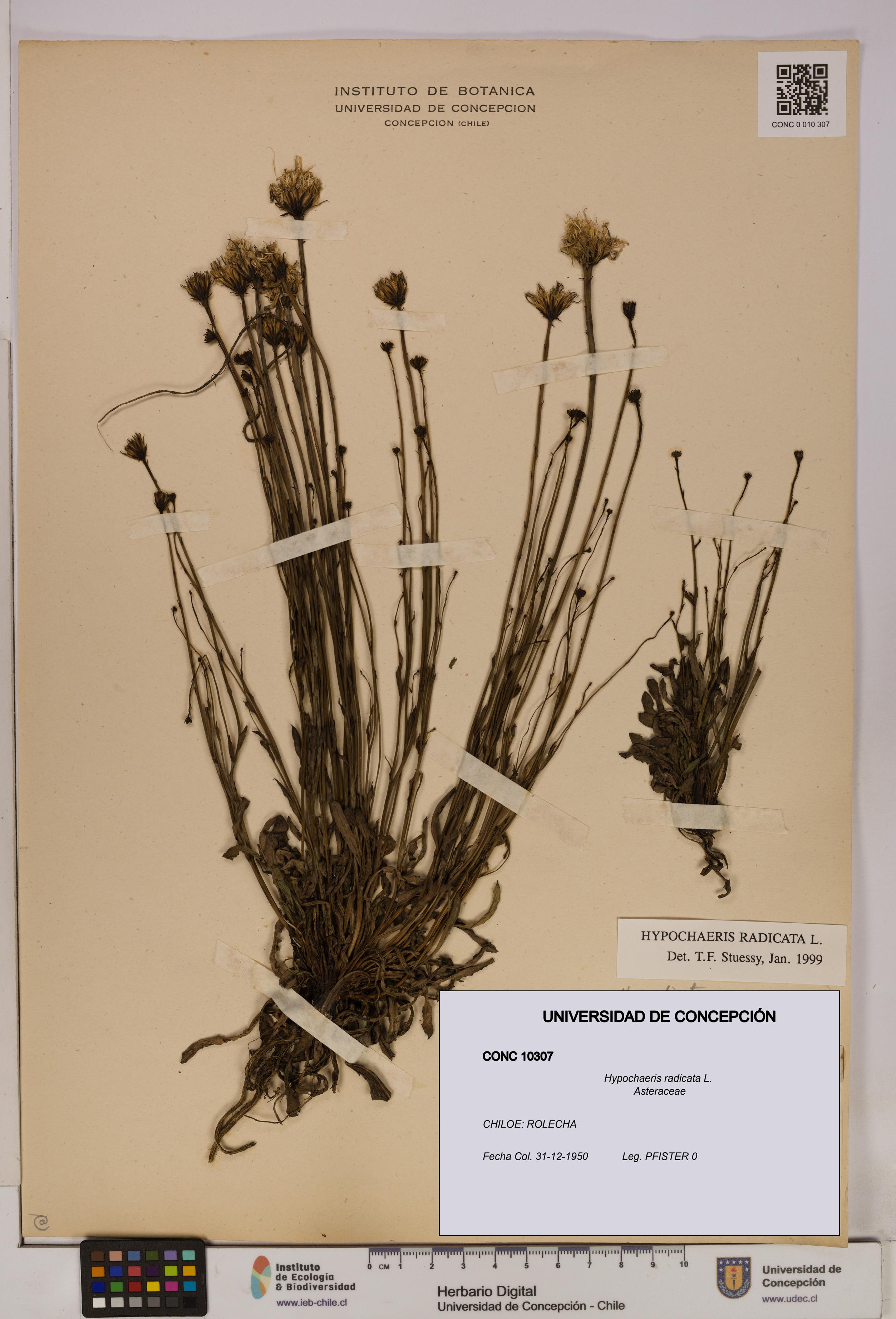 Hypochaeris radicata [Espécimen: UDEC:CONC:0010307]