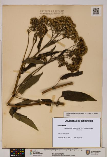 Pelseria otites [Espécimen: ]