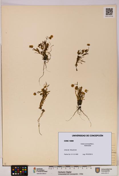 Cotula coronopifolia [Espécimen: UDEC:CONC:0010309]