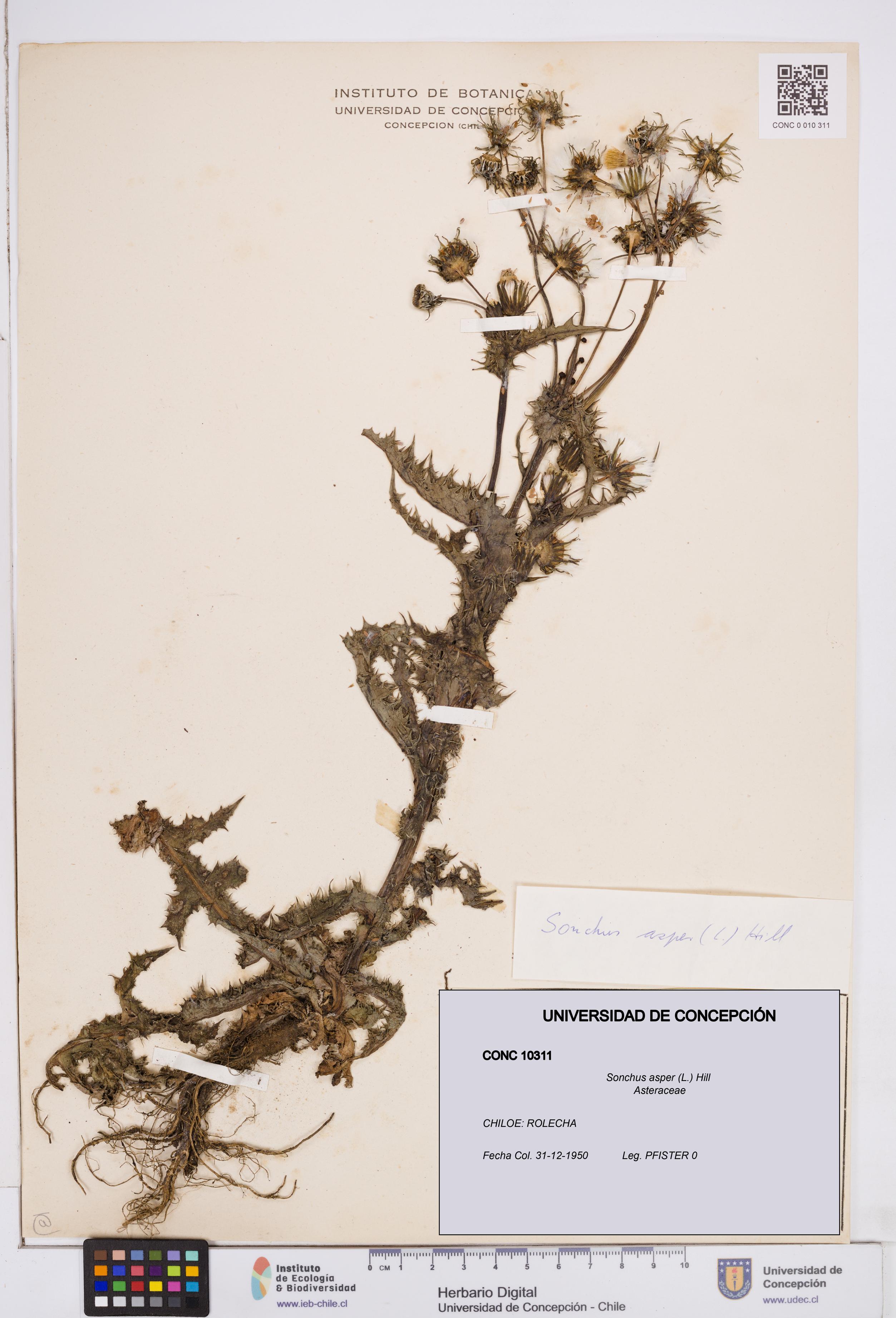 Sonchus asper [Espécimen: ]