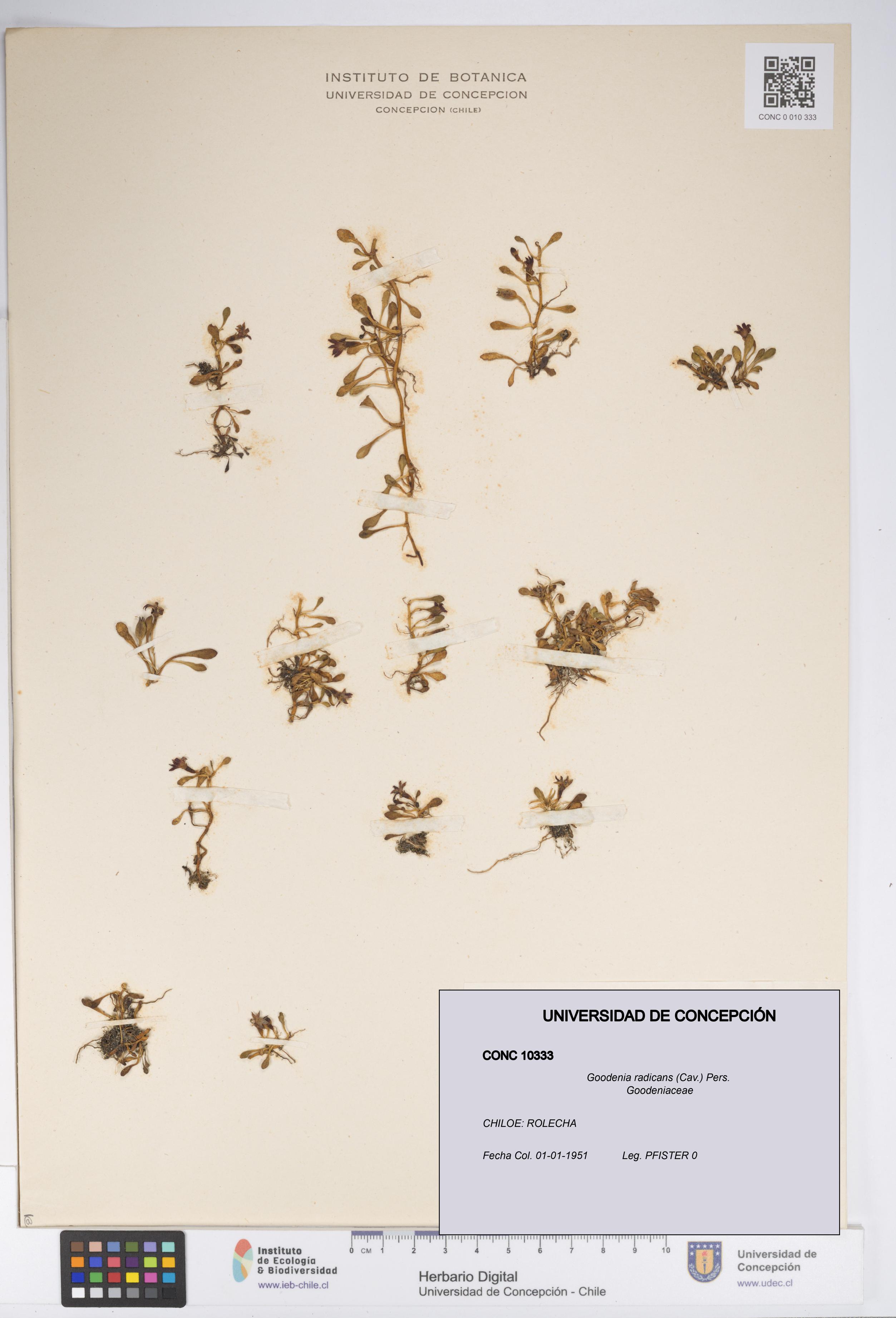 Goodenia radicans [Espécimen: UDEC:CONC:0010333]