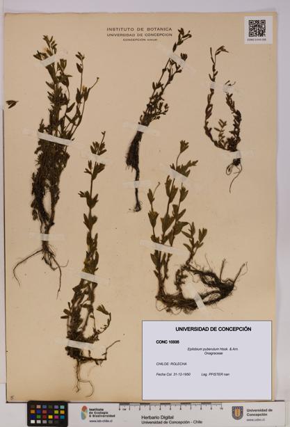 Epilobium puberulum [Espécimen: UDEC:CONC:0010335]